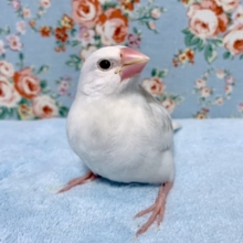 ( ･θ･)ノ白文鳥  10/26