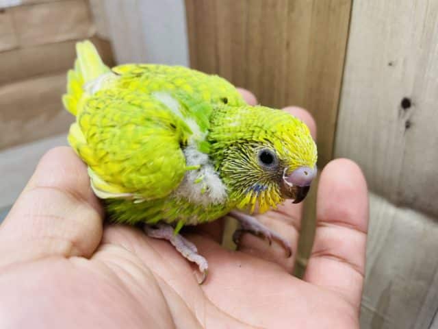 セキセイインコ