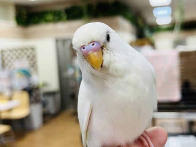 冬にピッタリ！？ホワイトカラー‪☆セキセイインコ(ダブルファクター)