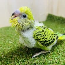 可愛い笑顔が1番でしょ！！💓　セキセイインコ　オパーリン