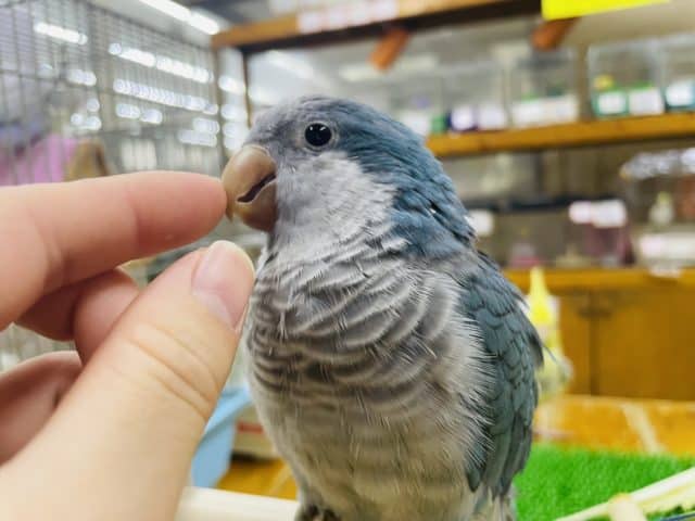 オキナインコ