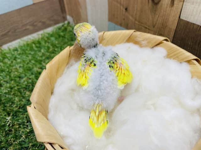 セキセイインコ