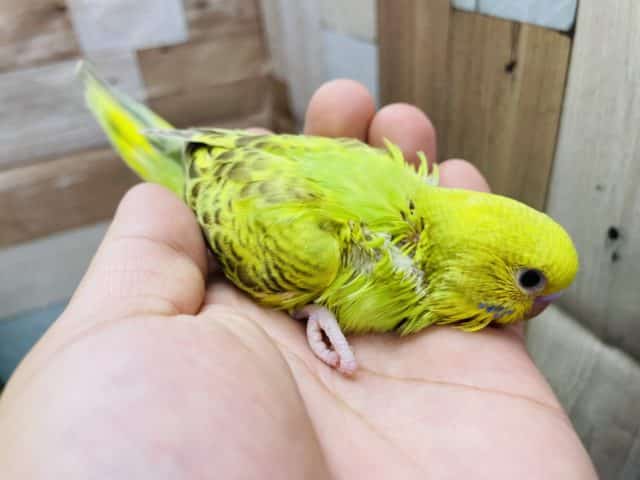 セキセイインコ