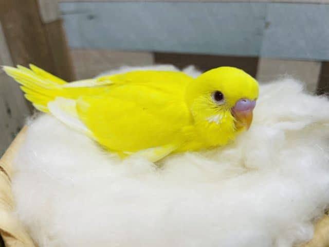 セキセイインコ