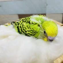 照れ屋でキュートなヒナさんです！セキセイインコのオパーリンカラー！