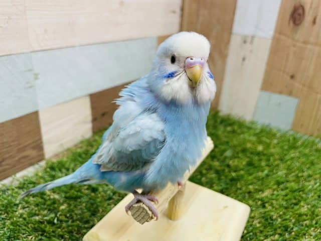 最新画像有り☆明るくて魅力的なカラーです！セキセイインコスパングル♪