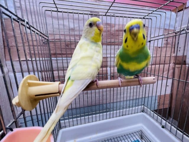 セキセイインコ