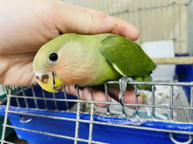 コザクラインコ（小桜インコ）