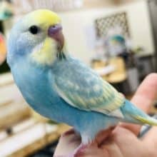 【最新画像更新‪☆1人餌カゴデビュー！】笑顔がかわいい♡セキセイインコ(パステルレインボースパングル)ヒナ