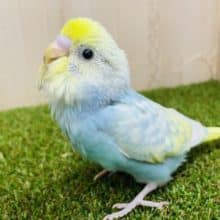 最新画像になりますよ‼️あんま見られると恥ずかしいけど🤍(*´∀｀*)  セキセイインコ　パステルレインボースパングル