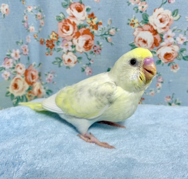 セキセイインコ クリーム系 4色ハルクイン🐥 10/4