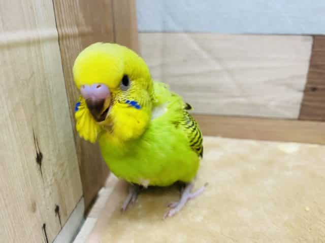 セキセイインコ