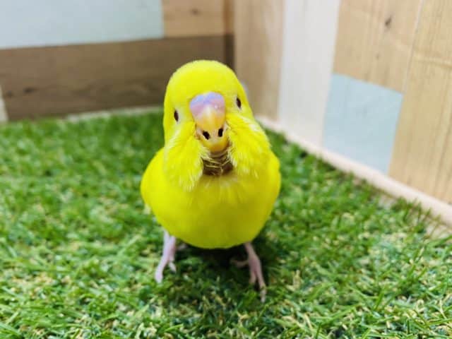 最新画像有り！ひよこさんみたいで可愛いコ！セキセイインコのルチノーカラー！