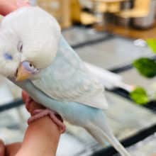 淡々カラーの甘えんぼ♡♡セキセイインコ(ホワイトウィング)