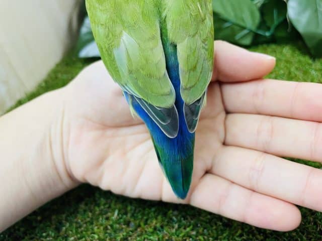 コザクラインコ（小桜インコ）