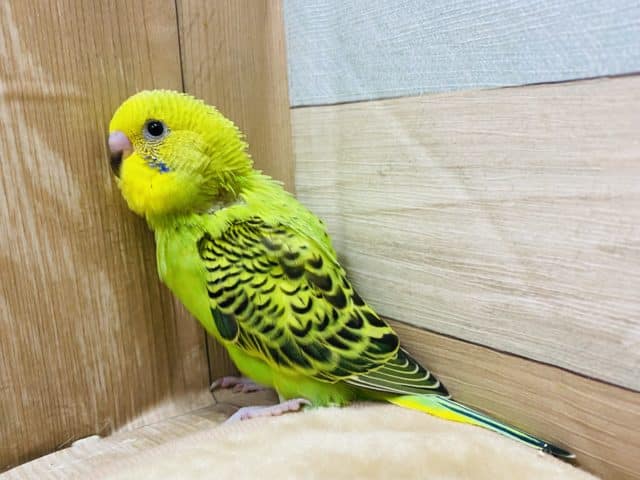 セキセイインコ