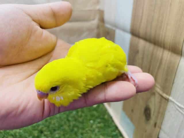 セキセイインコ