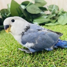 最新画像になりますよ‼️わっしょいラブバード祭りだよ‼️⑤ 人気の高いブルー系(*ﾟ∀ﾟ*) コザクラインコ　ヴァイオレット