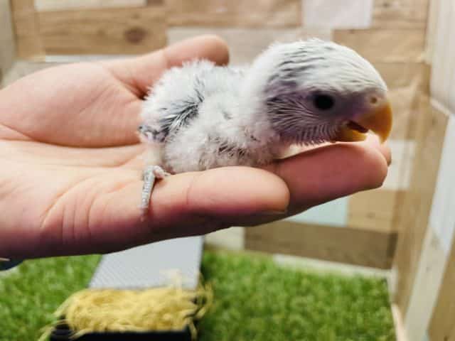 コザクラインコ（小桜インコ）