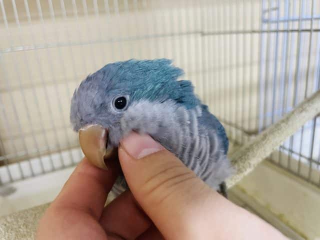 最新画像になりますよ！！えけえけっ♪♪♪ この独特な動きがたまりません♡ オキナインコ　ブルー