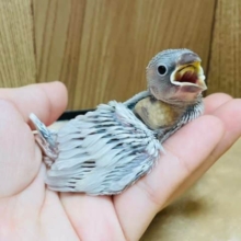 食欲旺盛！シルバー文鳥‪☆ヒナ