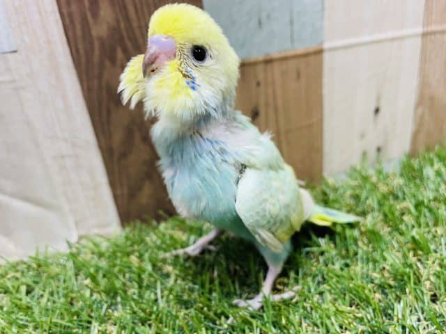 セキセイインコ