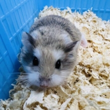 隠れた人気者〜ロボロフスキーノーマル