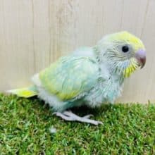 キラキラ輝くエメラルド！！　セキセイインコ　パステルカラーレインボー