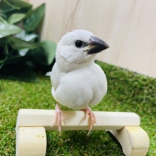 シルバー文鳥 9月生まれ