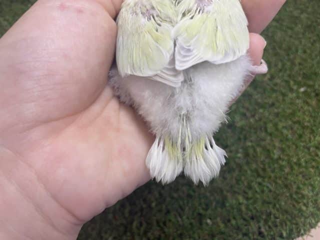 コザクラインコ（小桜インコ）