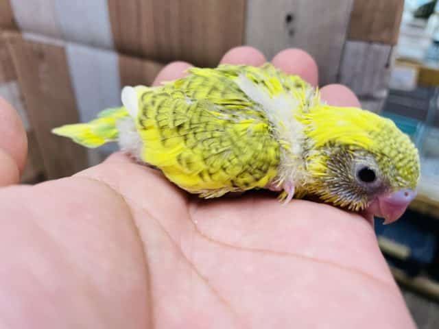 セキセイインコ