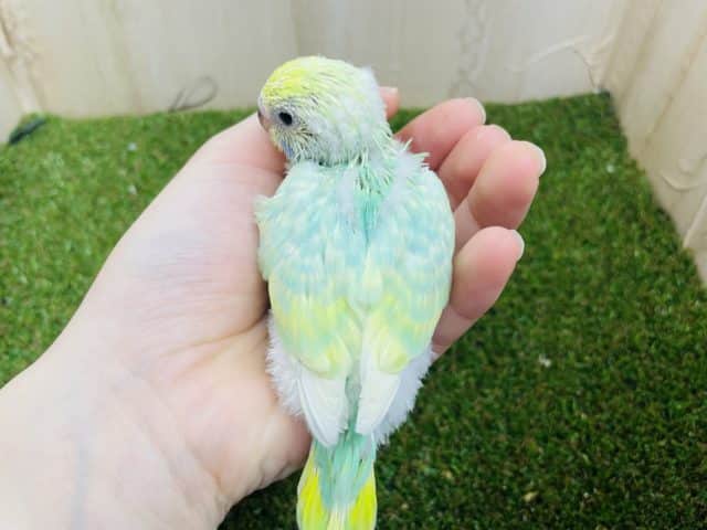 セキセイインコ