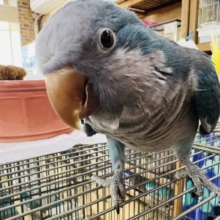 最新動画＆画像更新！シャイなオキナインコさん❤