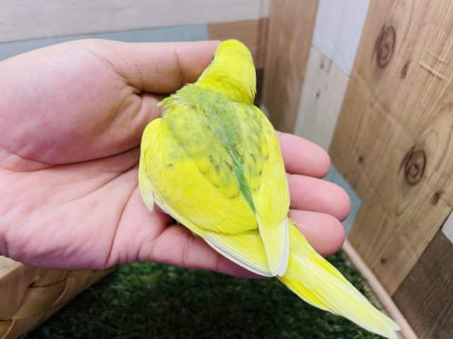 セキセイインコ