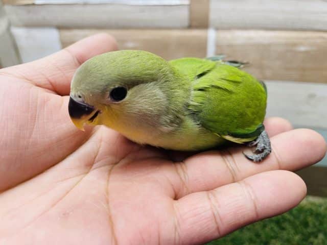 コザクラインコ（小桜インコ）