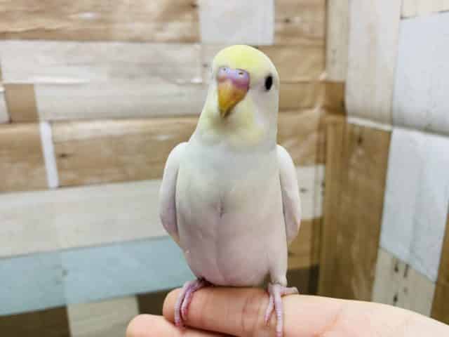 ふわっと優しいカラーのセキセイインコ！！人気のクリームやって来ました♪