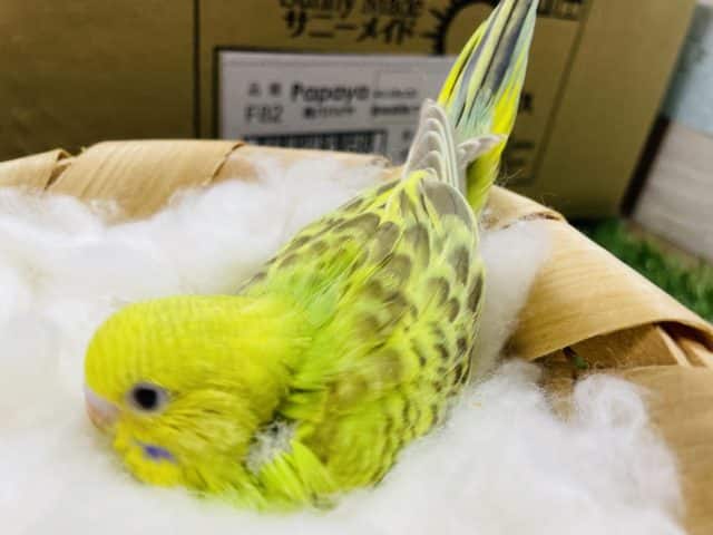 セキセイインコ