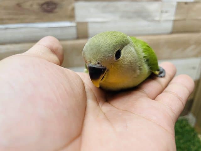 コザクラインコ（小桜インコ）