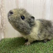 クマさんじゃないよ！モルモットなんですよ！　テディモルモット　女の子