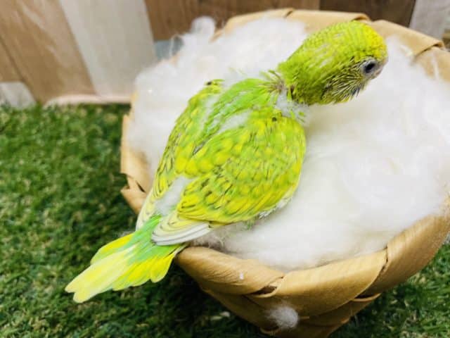 セキセイインコ