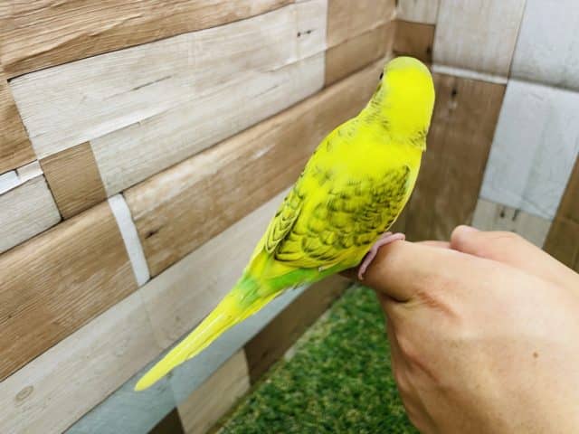 セキセイインコ