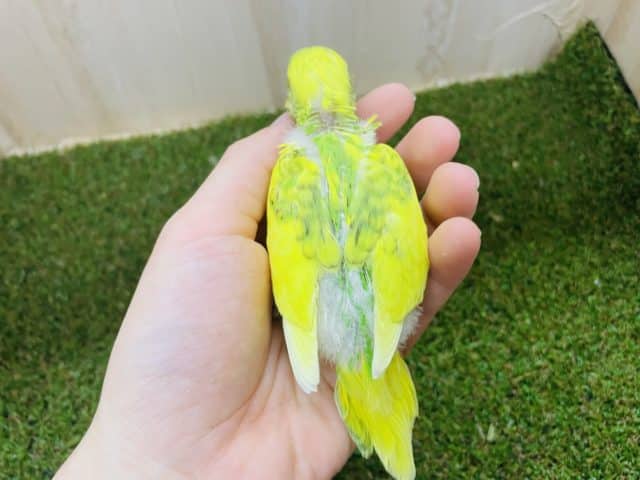 セキセイインコ