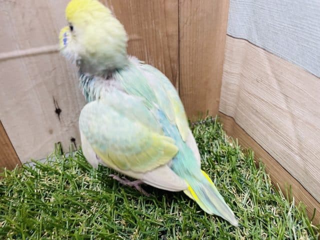 セキセイインコ