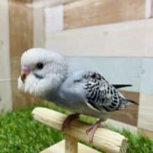 最新画像有り☆かっこいいお色のヒナさんです！セキセイインコのオパーリンカラー！