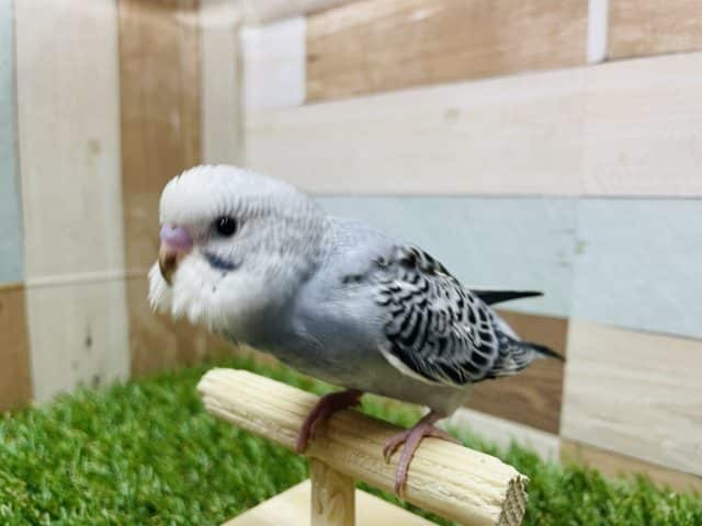 最新画像有り☆かっこいいお色のヒナさんです！セキセイインコのオパーリンカラー！