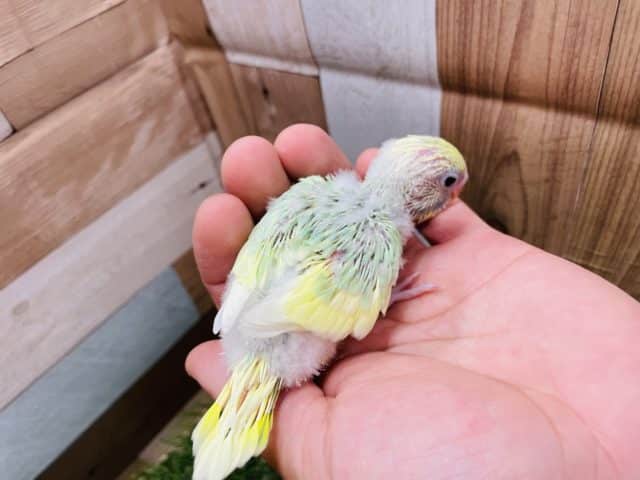 セキセイインコ