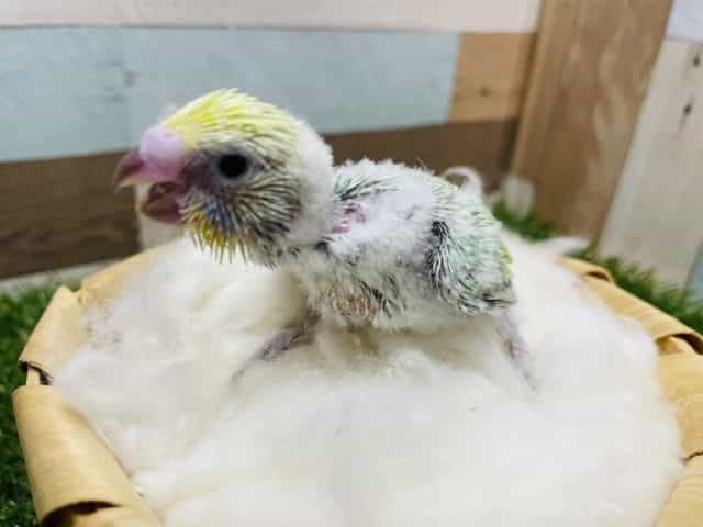 セキセイインコ