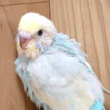 淡淡カラーの人気者♡♡セキセイインコ(レインボー)ヒナ