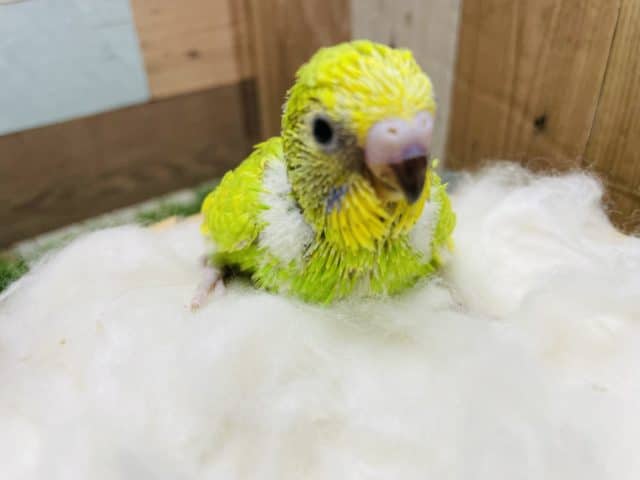 セキセイインコ