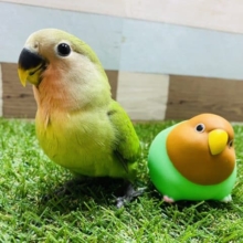 最新画像有り♪真っ赤なお顔になっていきます！ホヤホヤのコザクラインコノーマルカラー♪